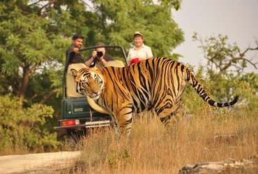 Guide touristique du safari dans la jungle d'Udaipur